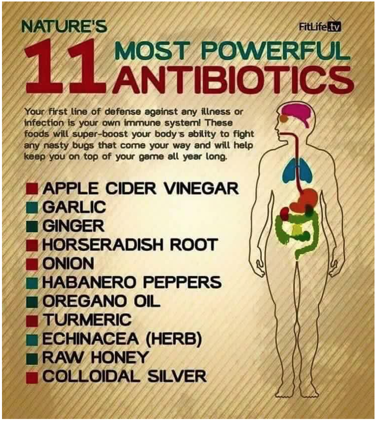 Natures 11 most powerful antibiotics